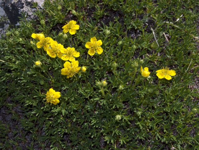 Лапчатка двухцветковая (Potentilla biflora) Лапчатка двухцветковая (Potentilla biflora)