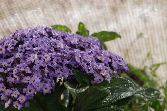 Гелиотроп экстра-карликовый «Марине» (Heliotropium 'Marine')