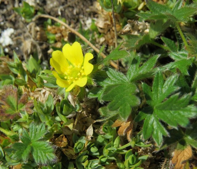 Лапчатка гипарктическая (Potentilla hyparctica) Лапчатка гипарктическая (Potentilla hyparctica)