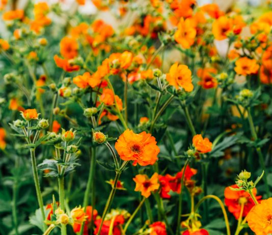 Гравилат чилийский — что нужно знать о растении? - Цветник и ландшафт Гравилат чилийский — полезная информация о растении