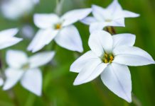 Ифейон одноцветковый — нежное украшение зимних садов
