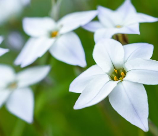 Ифейон одноцветковый — нежное украшение зимних садов