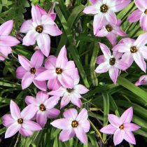 Ифейон одноцветковый «Шарлот Бишоп» (Ipheion Uniflorum 'Charlotte Bishop')