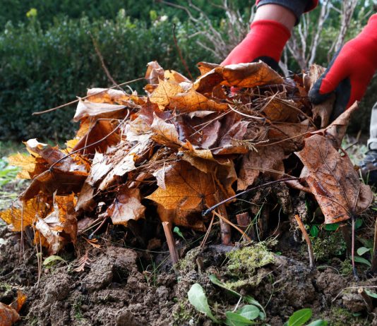Как посадить травянистые пионы поздней осенью?