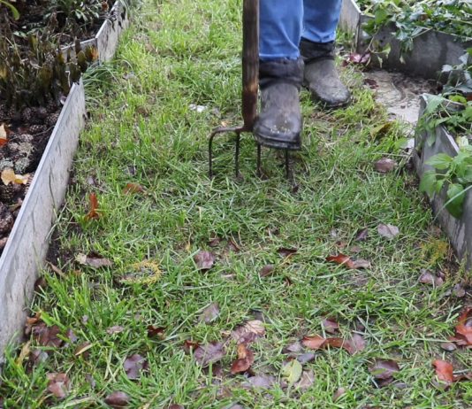 Как правильно ухаживать за газоном осенью? - Цветник и ландшафт Здоровые газонные травы очень быстро задерняют почву и уплотняют её поверхностный слой, в результате чего существенно ухудшается доступ воздуха к корням и отвод излишней воды после осадков. Поэтому приходится принудительно аэрировать грунт