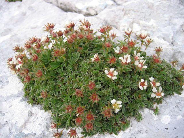 Лапчатка Клуза (Potentilla clusiana) Лапчатка Клуза (Potentilla clusiana)
