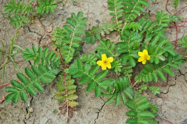 Лапчатка гусиная (Potentilla anserina) Лапчатка гусиная (Potentilla anserina)