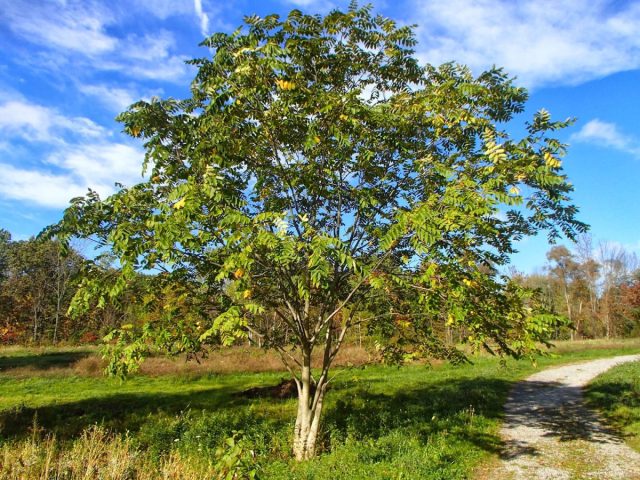 Маньчжурский орех (Juglans mandshurica) — восточноазиатский эндемик, зона его естественного распространения — Российские Приморье и Приамурье, Корея, Китай, Тайвань. В России, как водится, произрастают самые морозостойкие формы