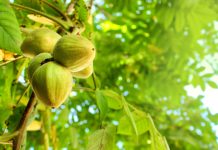 Маньчжурский орех — хорошая замена грецкому?
