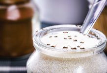 Муравьи в саду и дома — чем опасны и как избавиться?