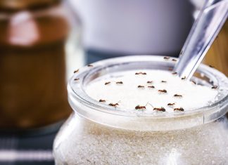 Муравьи в саду и дома — чем опасны и как избавиться?