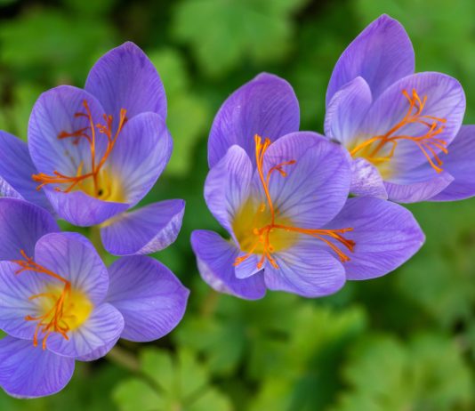 Найди пять отличий — в чем разница между крокусом и безвременником - Цветник и ландшафт Найди пять отличий — в чем разница между крокусом и безвременником
