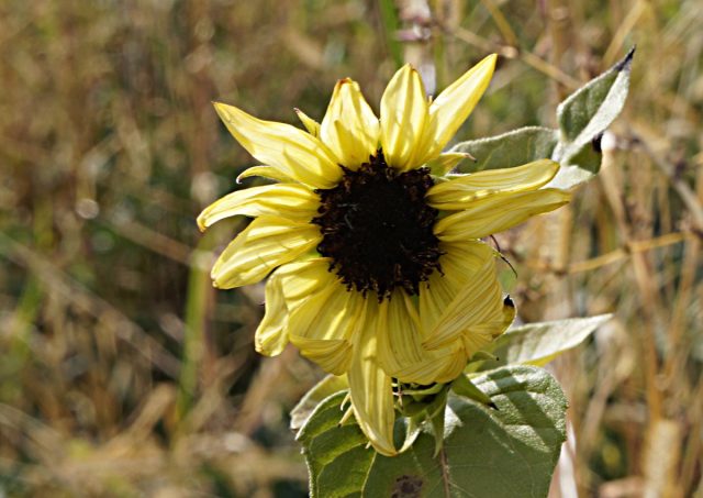 Подсолнечник «Ванилла Айс» (Helianthus 'Vanilla Ice')