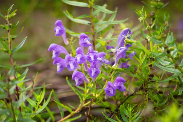 Шлемник байкальский (Scutellaria baicalensis Georgi)