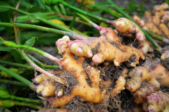 Имбирь (Zingiber officinale Rosc)