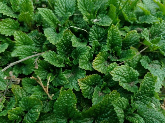 Мелисса лекарственная (Melissa officinalis L)