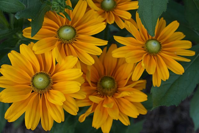 Рудбекия «Амарилло Голд» (Rudbeckia 'Amarillo Gold')