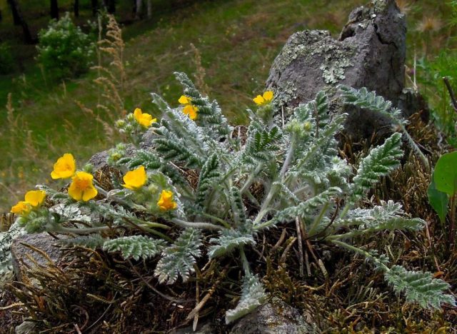 Лапчатка шёлковая (Potentilla sericea) Лапчатка шёлковая (Potentilla sericea)
