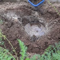 Все компоненты нужно тщательно перемешать и пролить водой. После того как влага уйдёт, приступаем к посадке