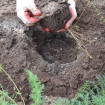 Для посадки спаржи извлекаем саженец из контейнера