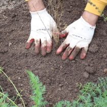 После посадки саженца присыпаем его землей