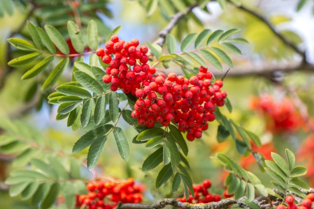 Ягоды рябины обыкновенной (Sorbus aucuparia) созревают в августе – сентябре