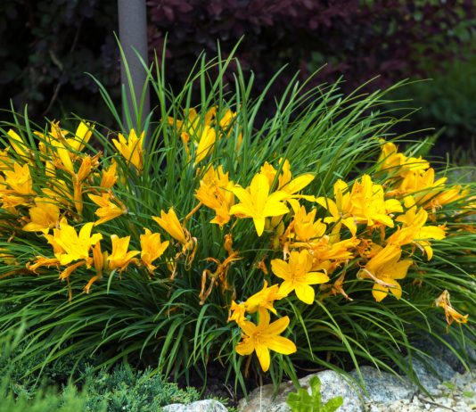 Уход за лилейниками осенью