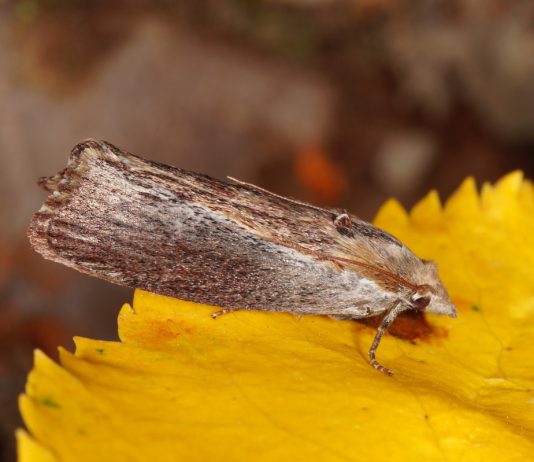 Восковая моль: вредитель, лекарь, санитар...