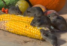 Дымовые шашки на страже урожая — как использовать и зачем?