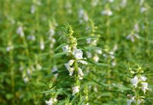 Кунжут (Sesamum) – представитель семейства Педалиевых (Pedaliaceae) и является тропическим многолетним растением родом из Африки и Индии