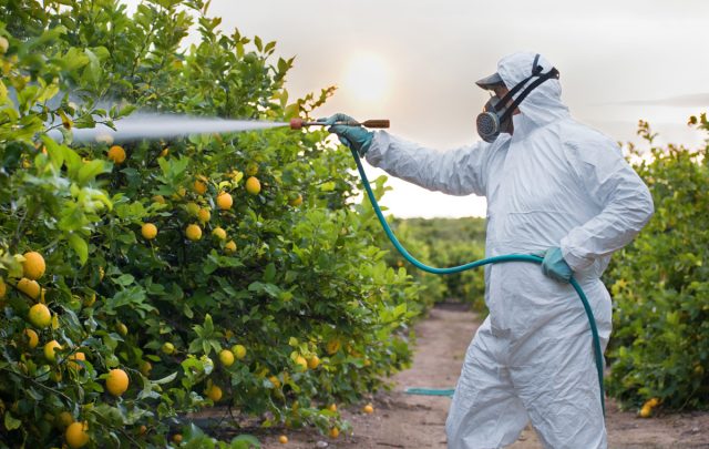 Современное промышленное производство овощной продукции без регулярного активного применения минеральных удобрений и пестицидов совершенно нерентабельно Современное промышленное производство овощной продукции без регулярного активного применения минеральных удобрений и пестицидов совершенно нерентабельно