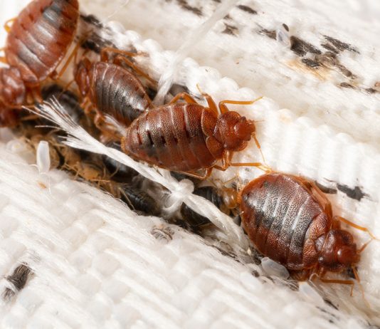 Клопы в квартире — откуда берутся и что делать?