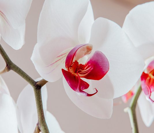 Орхидея фаленопсис — уход в домашних условиях - Вредители и болезни Орхидея фаленопсис — уход в домашних условиях