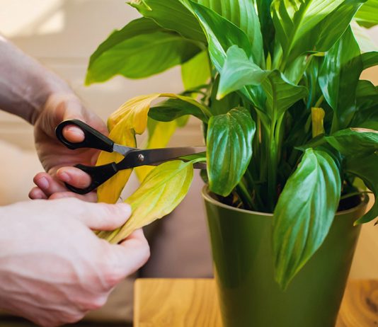 Почему желтеют листья спатифиллума?