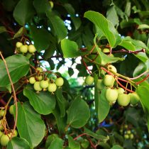 Актинидия коломикта (Actinidia kolomikta) Актинидия коломикта (Actinidia kolomikta)