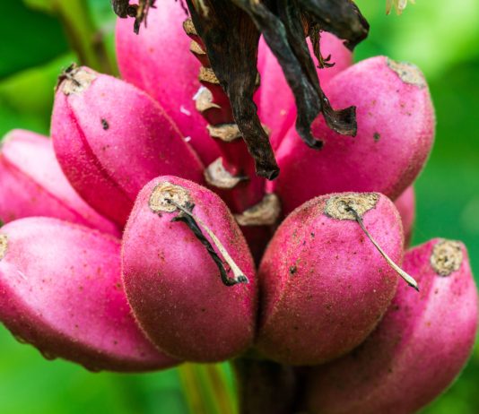 Банан бархатный — экзотика в вашем доме - Редкие и необычные Банан бархатный — экзотика в вашем доме