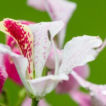 Баухиния одинокая (Bauhinia monandra) Баухиния одинокая (Bauhinia monandra)