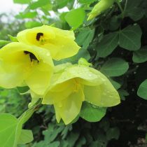 Баухиния войлочная (Bauhinia tomentosa) Баухиния войлочная (Bauhinia tomentosa)