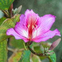 Баухиния пёстрая (Bauhinia variegata) Баухиния пёстрая (Bauhinia variegata)