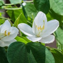 Баухиния заострённая или малайзийская (Bauhinia acuminate) Баухиния заострённая или малайзийская (Bauhinia acuminate)