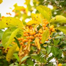 Древогубец американский (Celastrus scandens) Древогубец американский (Celastrus scandens)