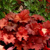 Гейхера сорта «Рио» (Heuchera 'Rio')