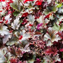 Гейхера сорта «Зиппер» (Heuchera ‘Zipper’)