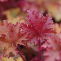 Гейхера сорта «Палас пёрпл» (Heuchera ‘Palace Purple')