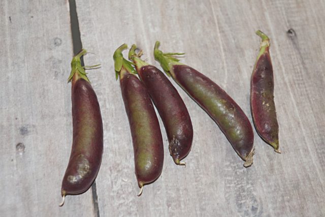 Императорский Чёрный Сахарный Снеп Горох (Imperial Black Sugar Snap Peas)