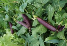 Необычный горох: сорта со съедобными стручками