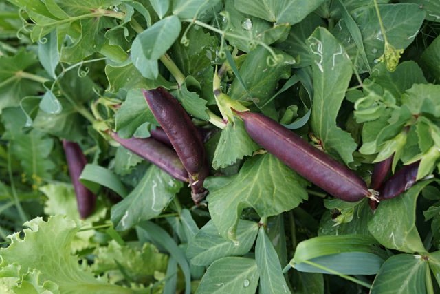 Необычный горох: сорта со съедобными стручками