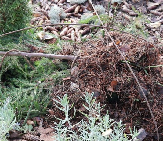 Засыпаем место прививки хвоёй или укрываем лапником