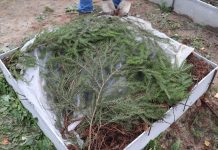 Прижимаем агроволокно лапником