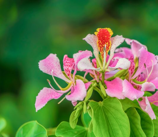 Баухиния — как вырастить дома орхидейное дерево? - Редкие и необычные Баухиния — как вырастить дома орхидейное дерево?